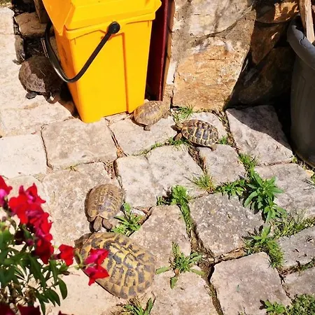 別荘 Il Giardino Dei Sospiri ラグーザ